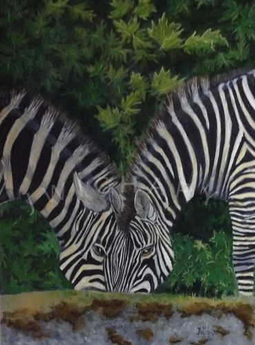 Two Zebras munching on grass with heads together. It appears as though their heads meld