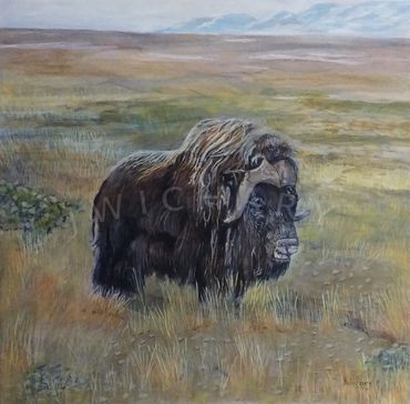 Lone Musk Ox high above the Artic Circle in late Autumn.