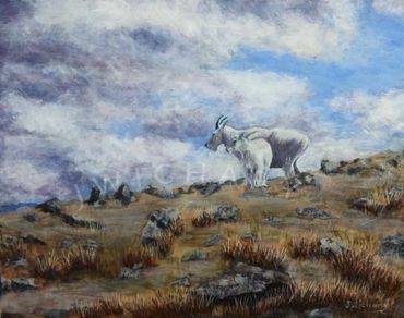 Two Majestic Mountain Goats on top of grassy and rocky ground.