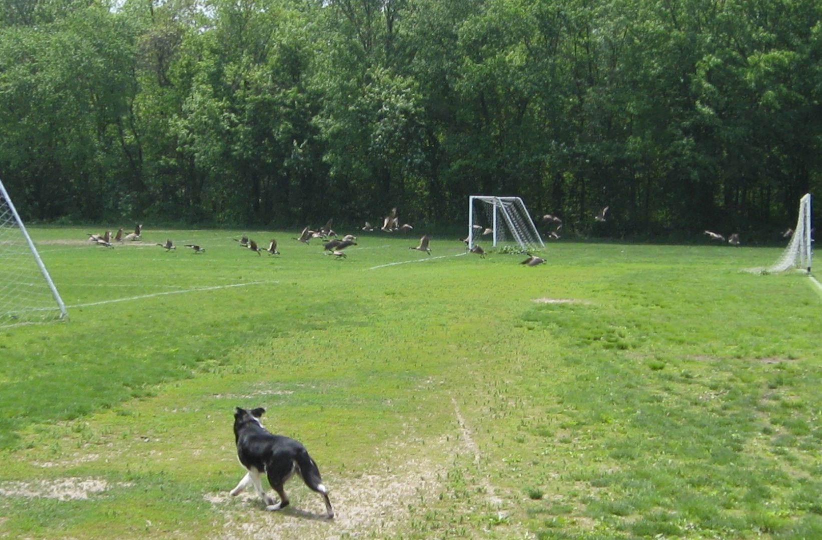 New Jersey Wild Geese Control