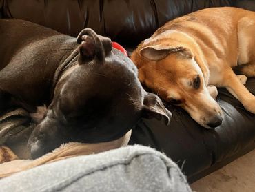 Leska and Luna, my furbabies