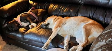 Lèska and Luna sleeping