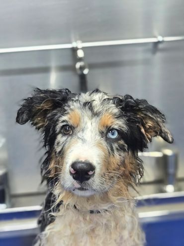 Dog Grooming at ARK K9
Customers of Just 4 Paws in Post Falls, ID come to ARK K9.
