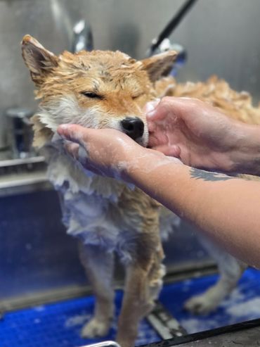 Dog grooming of Shiba Inu at ARK K9 in Post Falls, ID.
Just 4 Paws customers, 2525 E Seltice Way A,