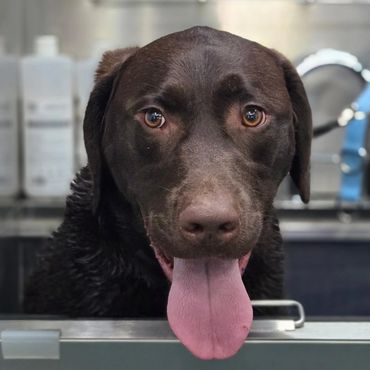 Chocolate lab groomed at ARK K9 in Post Falls, ID.
Just 4 Paws customers, 2525 E Seltice Way A, Pos
