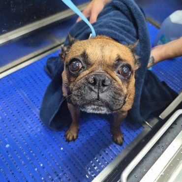 French bulldog groomed at ARK K9 in Post Falls, ID