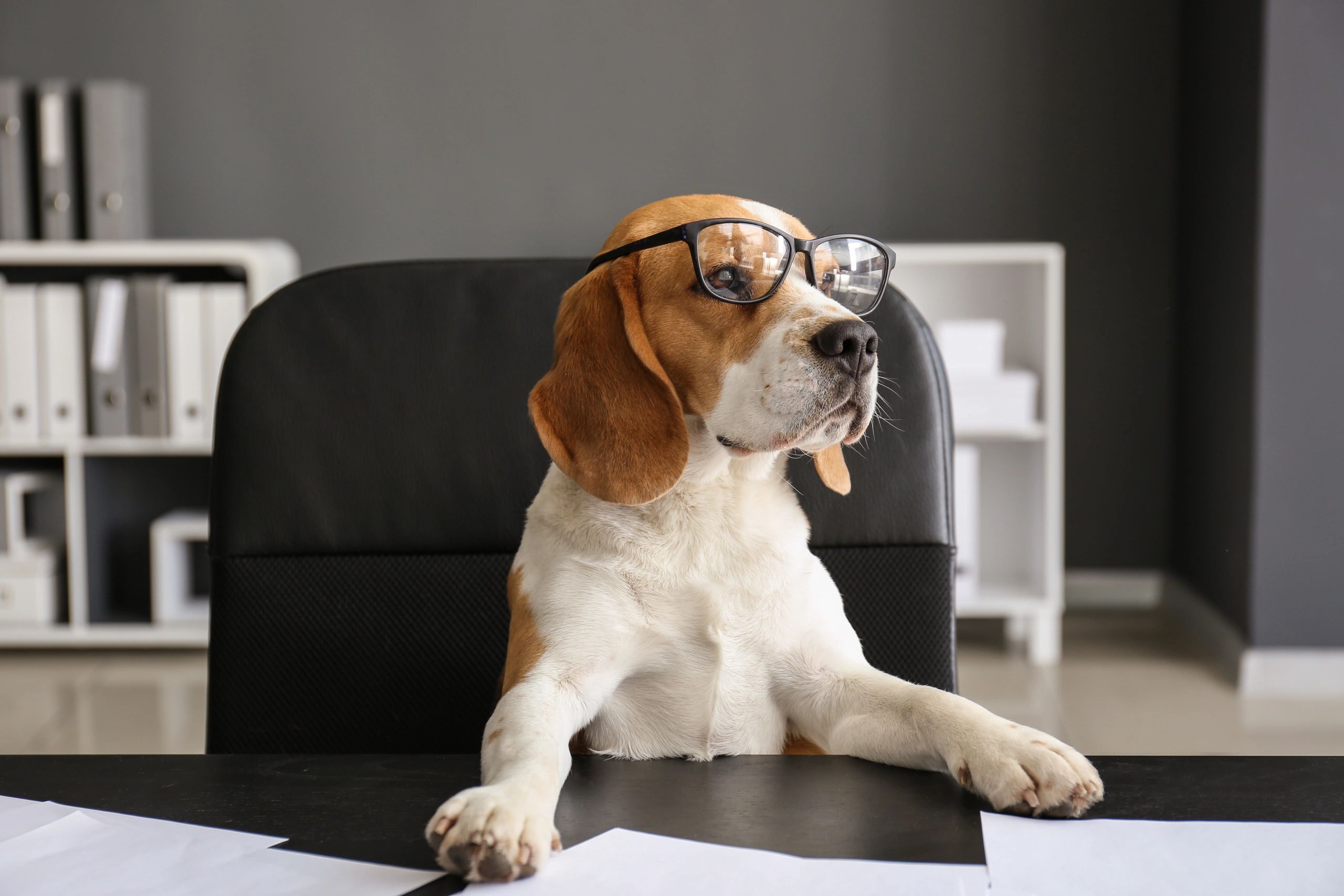 Beagle sitting in office chair with their arms on a desk while wearing glasses