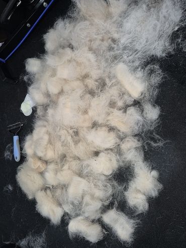 Dog grooming in Post Falls, ID by ARK K9