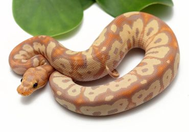 Banana, Clown, Ball, Python, Breeder, Male