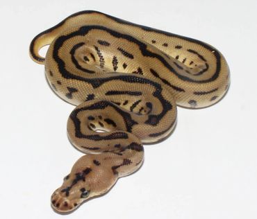 HGW, Leopard, Enchi, Phantom, Clown, Ball, Python, Breeder, Male