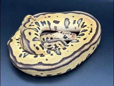 Leopard, Pastel, Clown, Het, Lavender, Albino, Ball, Python, Breeder, Male
