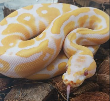 Lavender, Albino, Het, Clown, Ball, Python, Breeder, Male