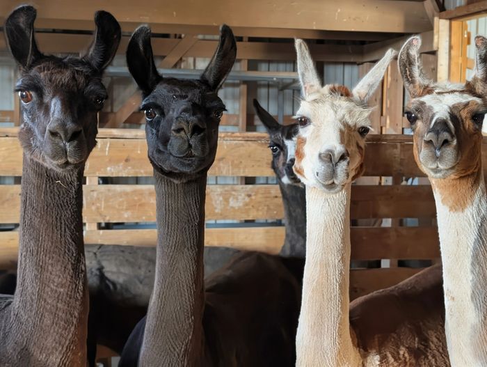 Rescued llamas in a barn