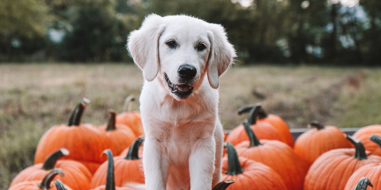 English cream golden retriever puppy with pumpkins