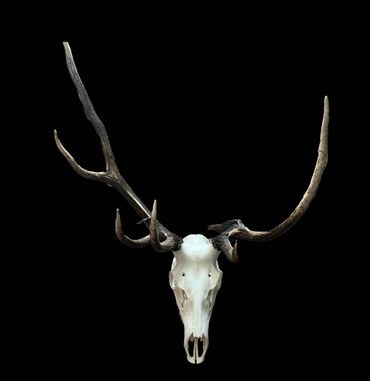Deer skull with large antlers on a black background.