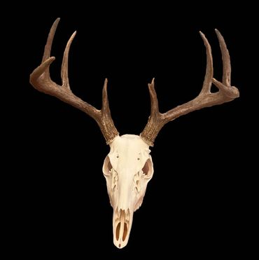 A deer skull with antlers on a black background.
