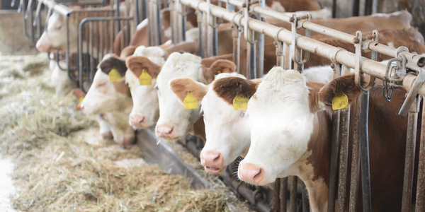 How are Qurban sacrificial animal handled the Islamic way by The Herdsman.