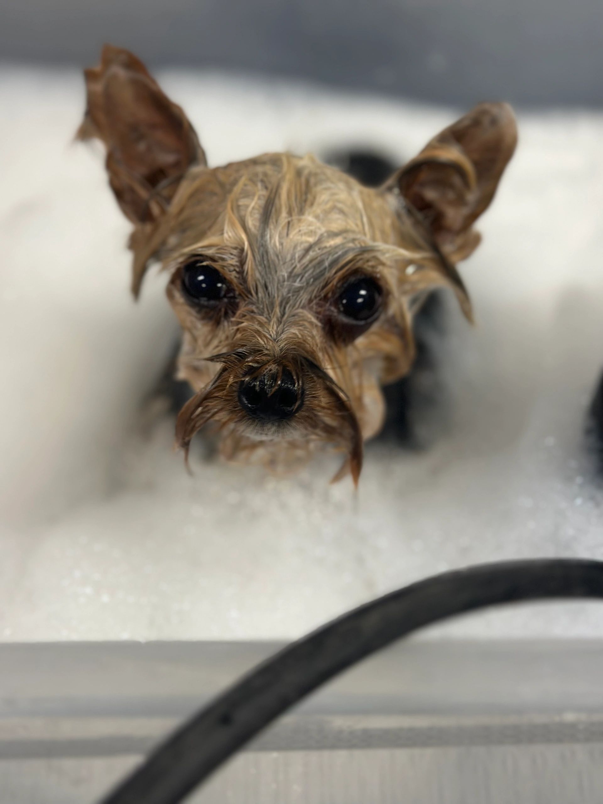 Hydro massage soak on yorkie