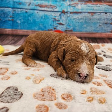 Isaac - Available Red & White F1B Cavapoo Male!