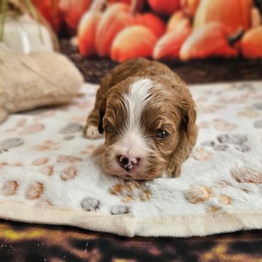 Rae - Available Red and White F1 Cavapoo Male!