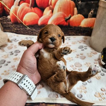 Rain - Available Red and White F1 Cavapoo Male!