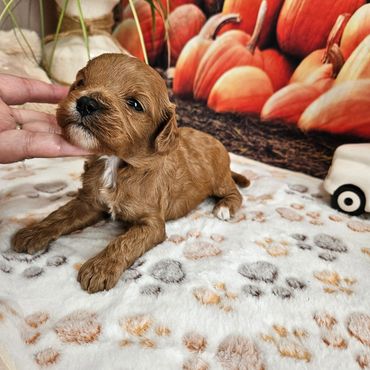 Rain - Available Red and White F1 Cavapoo Male!