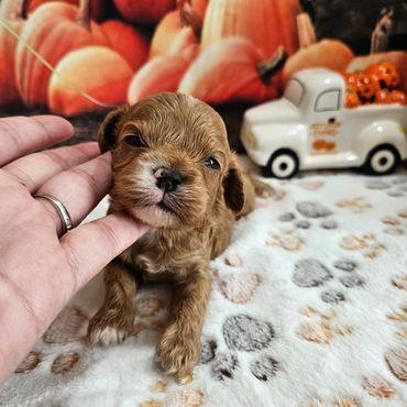 Ramon - Available Apricot & White F1 Cavapoo Male!