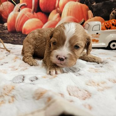 Ranger - Available Red & White F1 Cavapoo Male!