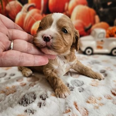 Ranger - Available Red & White F1 Cavapoo Male!