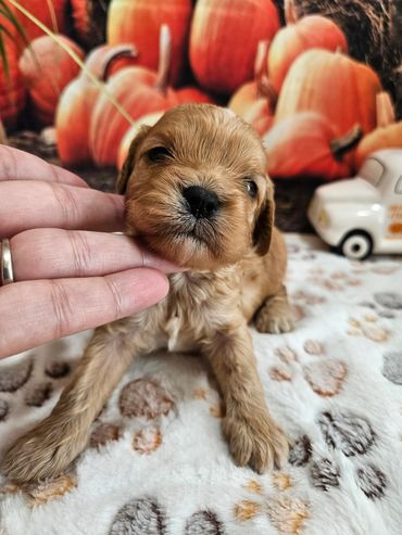 Ruthie  - Available Apricot & White F1 Cavapoo Female!