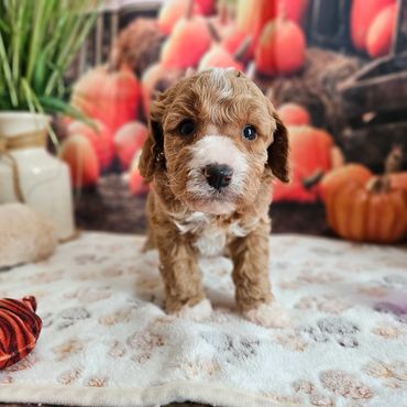 Eddy - Red & White F1B Cavapoo Male