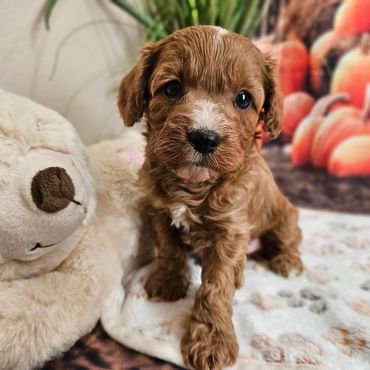 Eli - Red & White F1B Cavapoo Male!