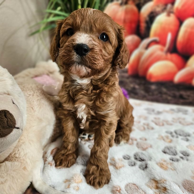 Eli - Red & White F1B Cavapoo Male