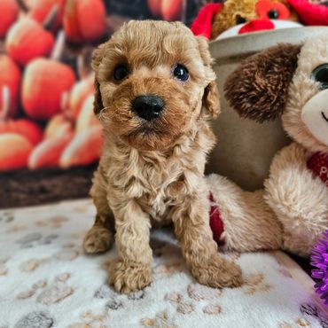 Etta - Available Apricot F1B Cavapoo Female!