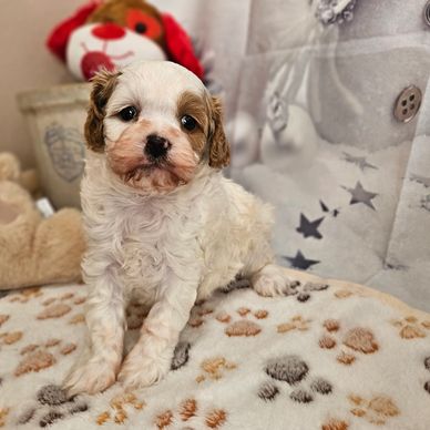 Parker - Blenheim F1 Cavapoo Male!