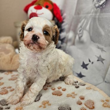 Parker - Blenheim F1 Cavapoo Male!