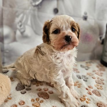 Parker - Blenheim F1 Cavapoo Male!