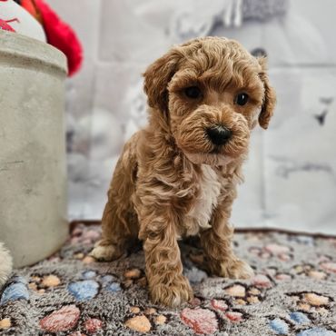 Sunshine - Available Apricot & White AKC Miniature Poodle Female!