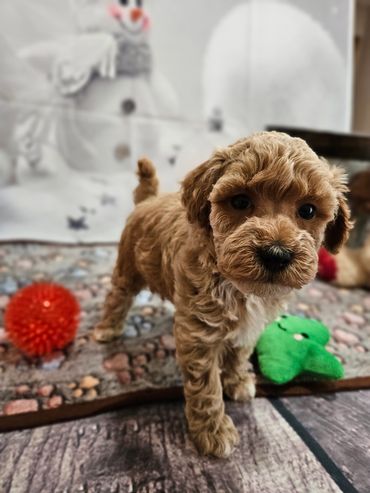 Sunshine - Available Apricot & White AKC Miniature Poodle Female!