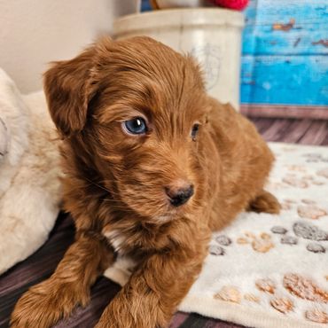 Wright - Available Red & White F1B Aussiedoodle Male!