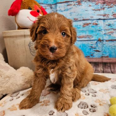 Wren - Available Red & White F1B Aussiedoodle Male!
