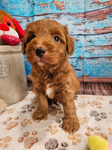 Wren - Available Red & White F1B Aussiedoodle Male!