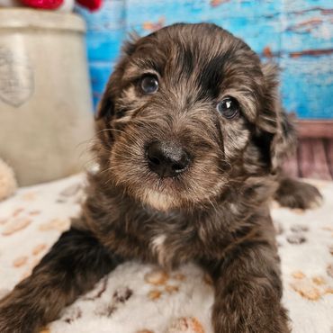 Woody - Available blue merle & white F1B Aussiedoodle male!