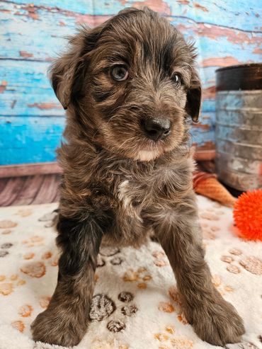 Woody - Available blue merle & white F1B Aussiedoodle male!