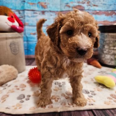 Willow - Available apricot and white F1B Aussiedoodle female!