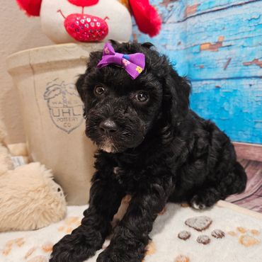 Wendi - Available Black & White F1B Aussiedoodle Female!