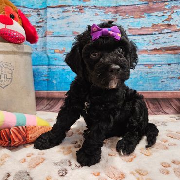 Wendi - Available Black & White F1B Aussiedoodle Female!