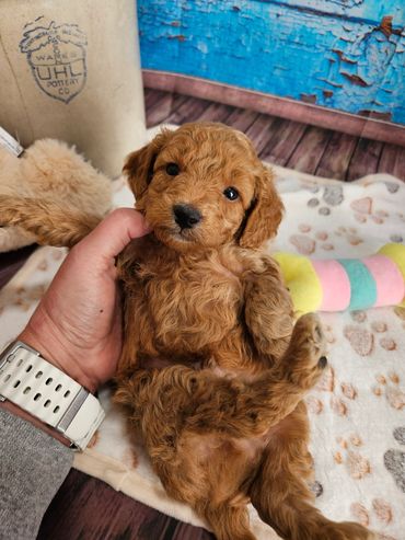 Walt - Available Apricot F1 Cavapoo Male!