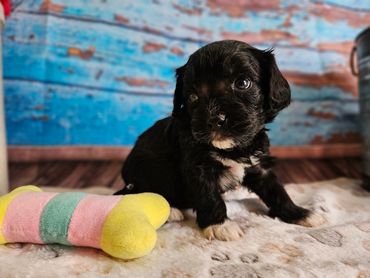 Jarrod - Available Black & White F1 Cavapoo Male!