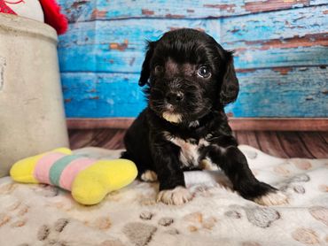 Jarrod - Available Black & White F1 Cavapoo Male!